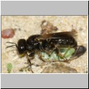 Lindenius albilabris - Grabwespe w07a 6-7mm - mit Wanze-Lygocoris beim Nesteintrag - OS-Hasbergen Lehmsandhuegel.jpg